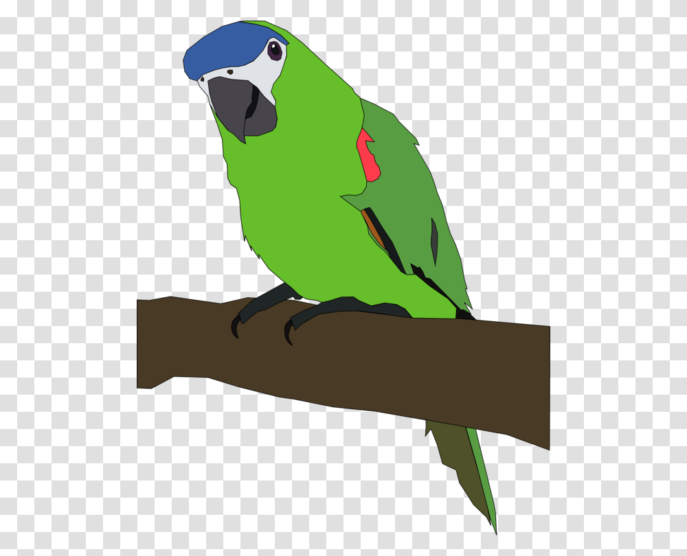 Budgerigar Lovebird Macaw Parrots Download, Animal, Parakeet Transparent Png
