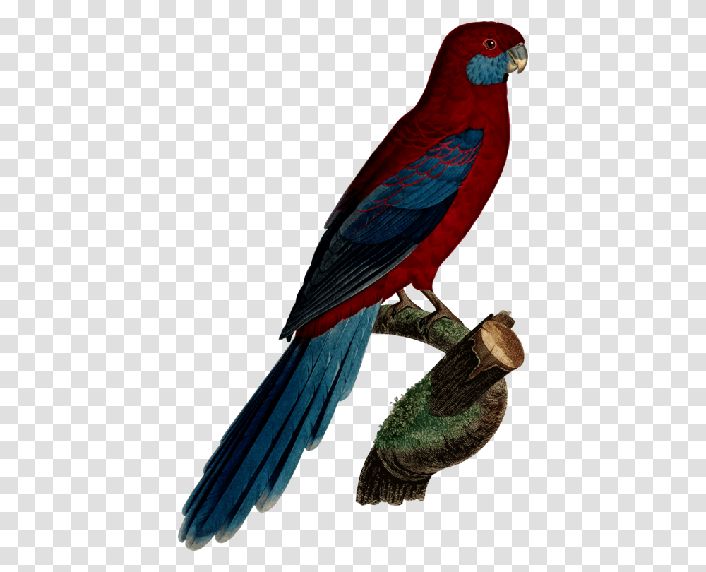 Budgerigar Parrot Crimson Rosella Parakeet Macaw, Bird, Animal, Pet Transparent Png