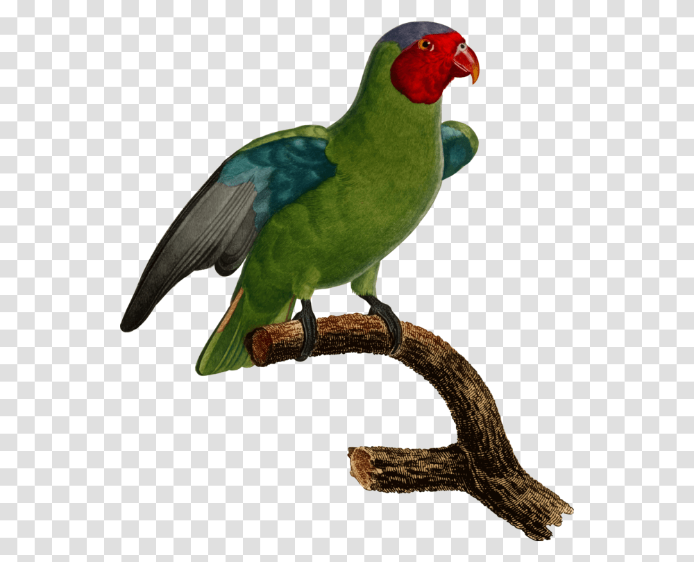 Budgerigar Parrot Lovebird Parakeet, Animal, Beak, Macaw Transparent Png