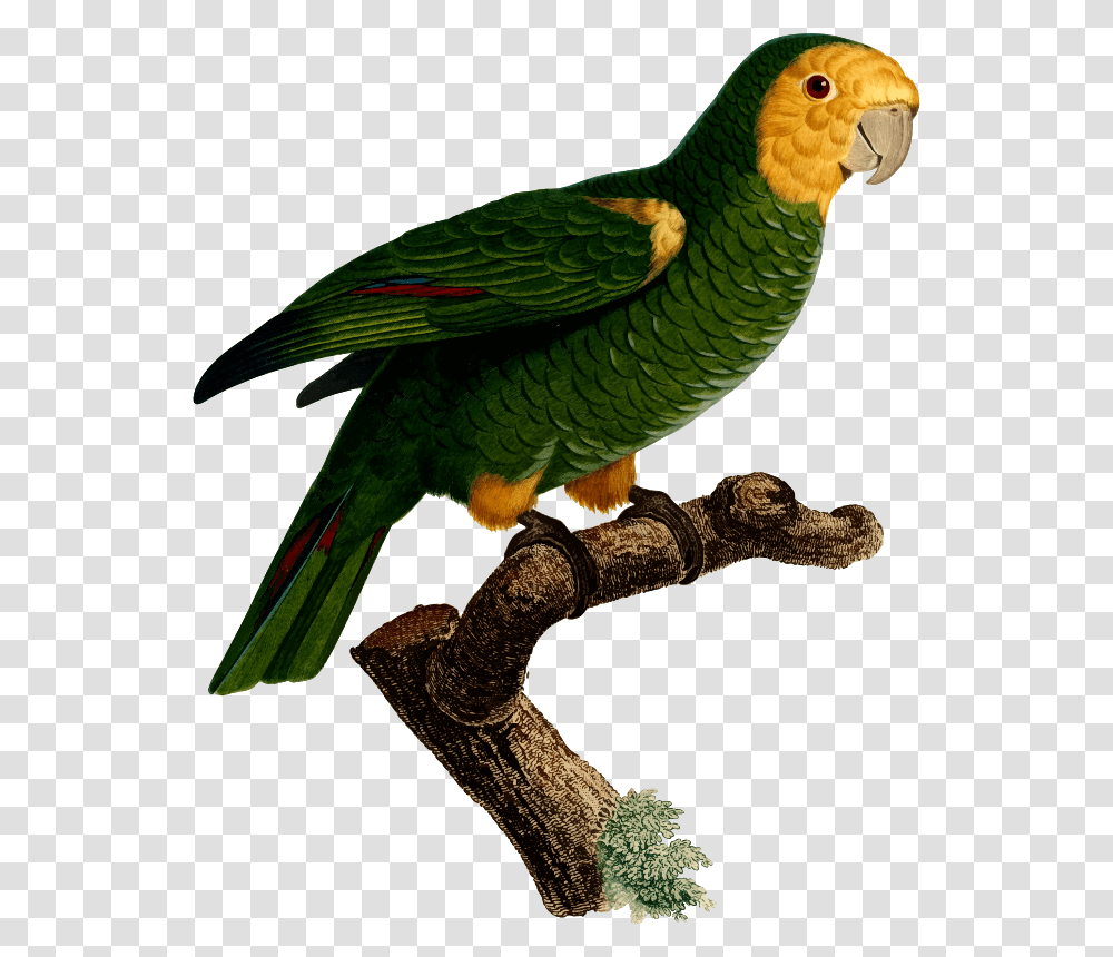 Budgerigar Parrot Macaw Art Bird Parrots, Animal, Beak, Parakeet Transparent Png