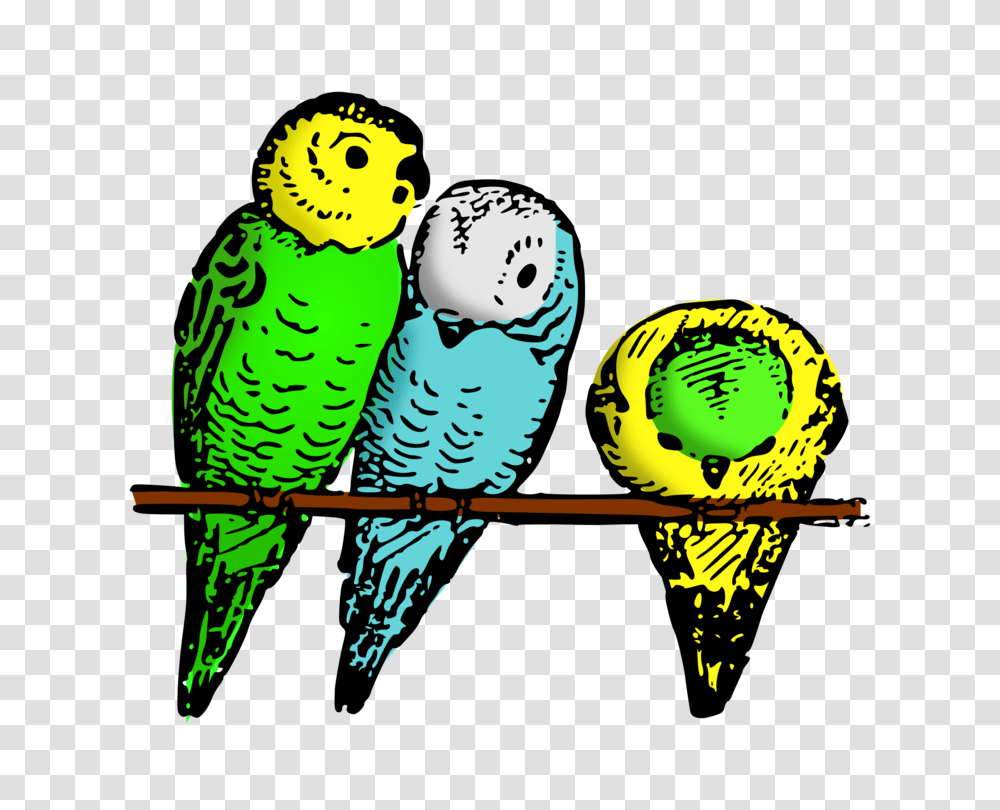 Budgerigar Parrot Parakeet Bird Drawing, Animal, Giant Panda Transparent Png