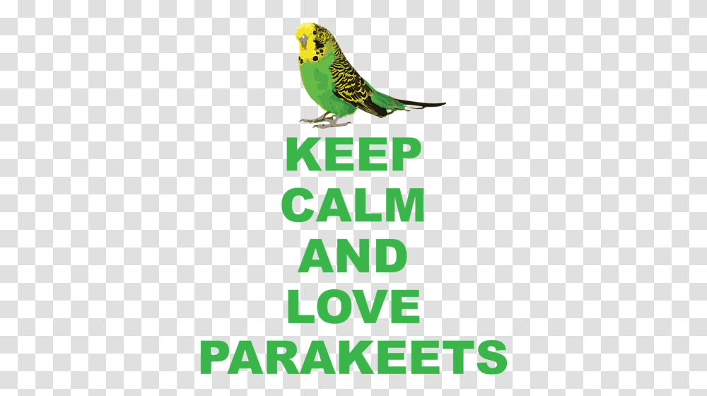 Budgie, Bird, Animal, Parakeet, Parrot Transparent Png