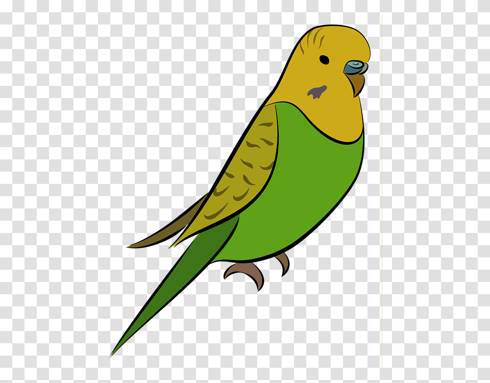 Budgie Parakeet Bird Pet Yellow Green Budgerigar Muhabbet Kuu Resmi, Parrot, Animal Transparent Png