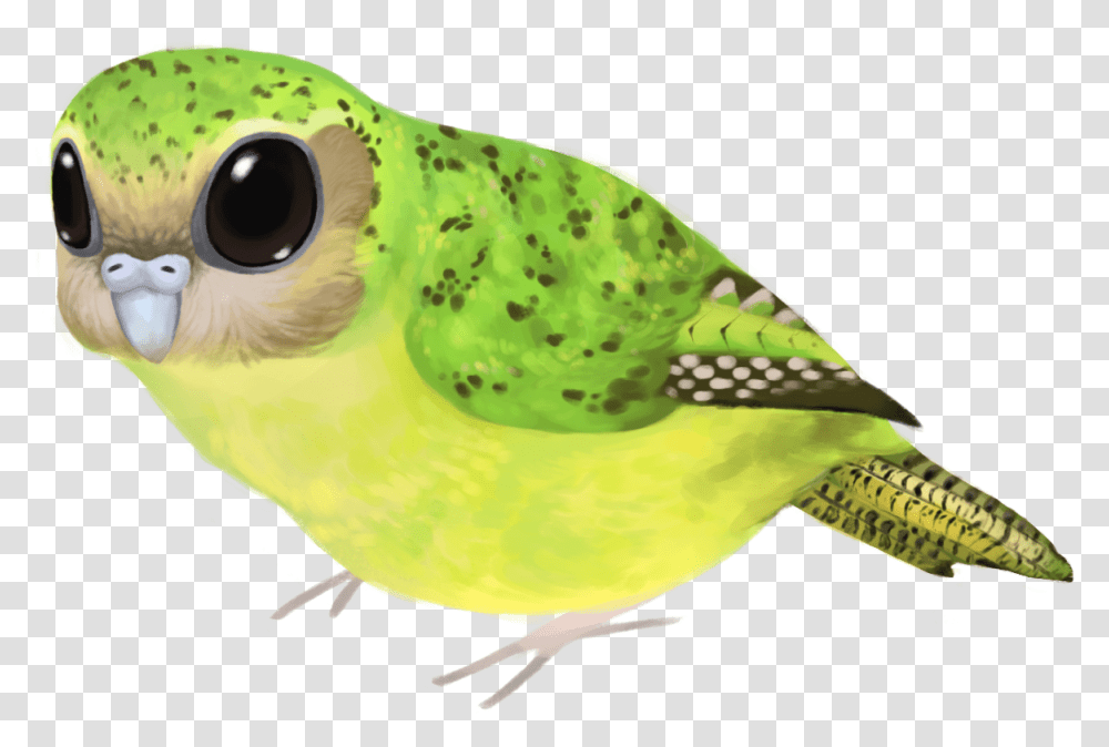 Budgie, Parakeet, Parrot, Bird, Animal Transparent Png