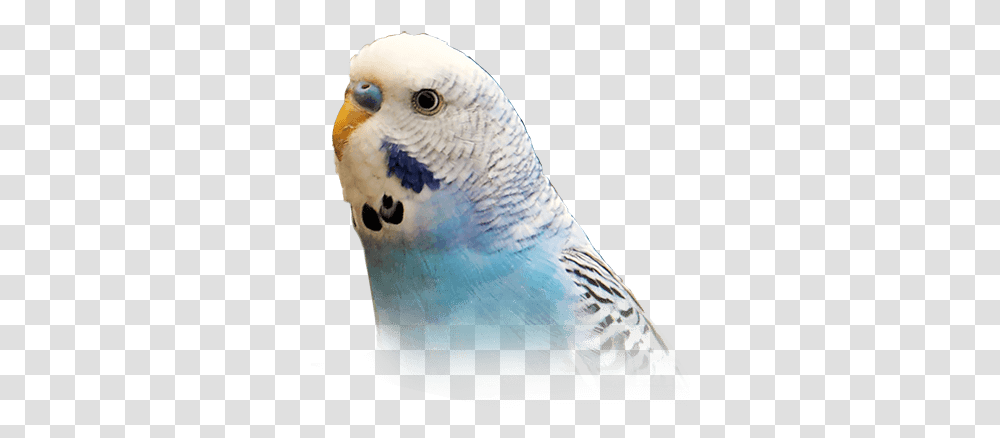 Budgie Personality Food Ok Google Show Me Pictures Of Parakeets, Bird, Animal, Parrot, Beak Transparent Png