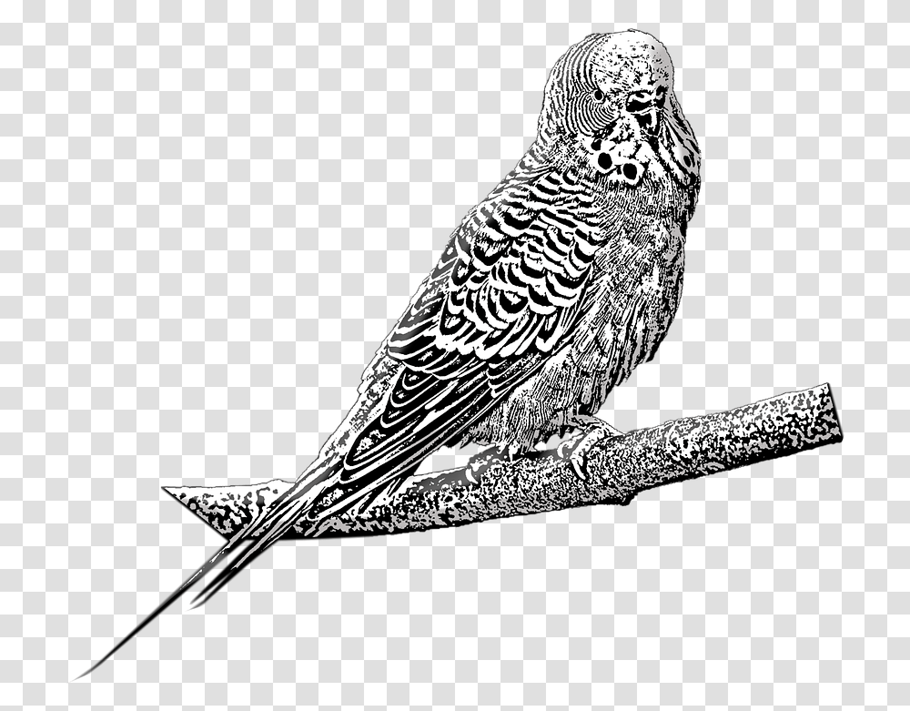 Budgie Pet Bird Free Image On Pixabay Budgie, Animal, Parrot, Beak, Owl Transparent Png