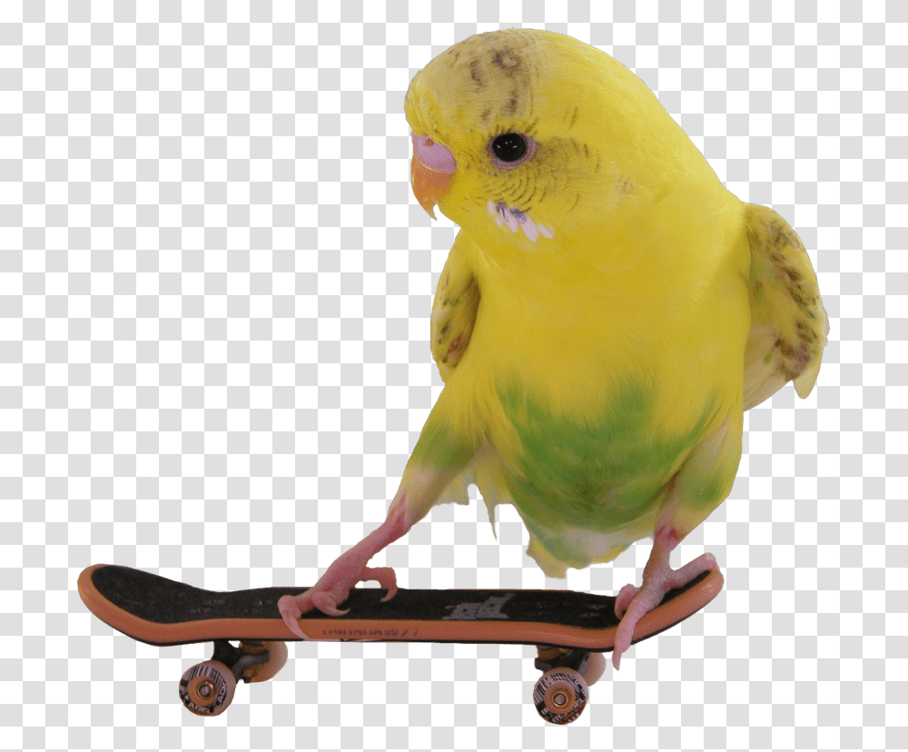 Budgie, Skateboard, Sport, Sports, Bird Transparent Png