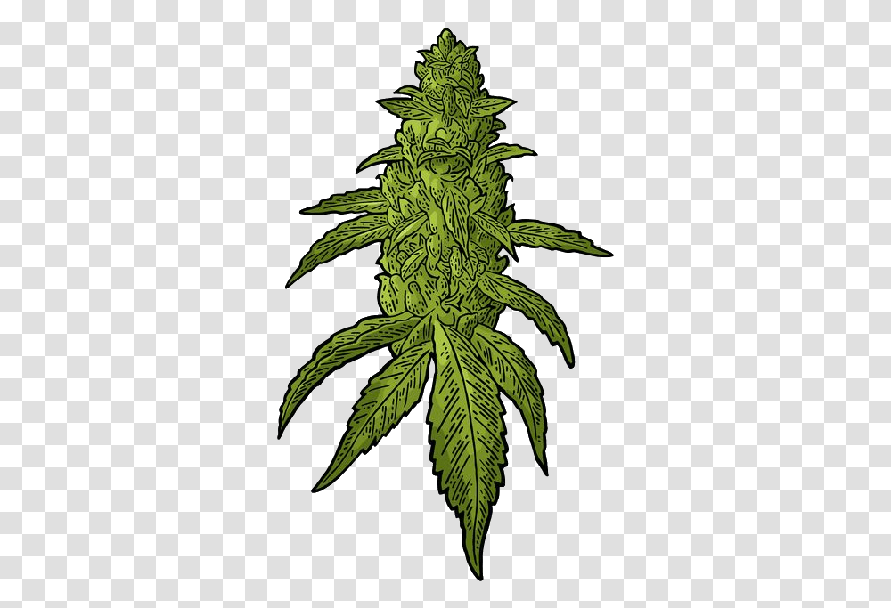 Buds Cannabis Vector Clipart Kush Weed Vector, Plant, Hemp, Bird, Animal Transparent Png