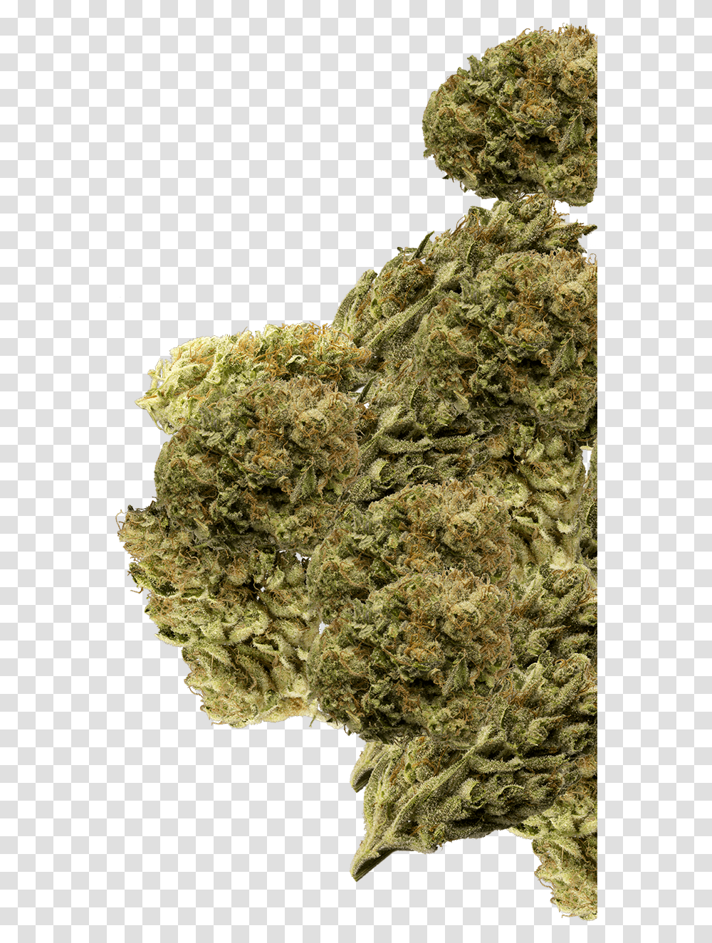 Buds Group Marijuana Buds, Plant, Weed, Moss Transparent Png
