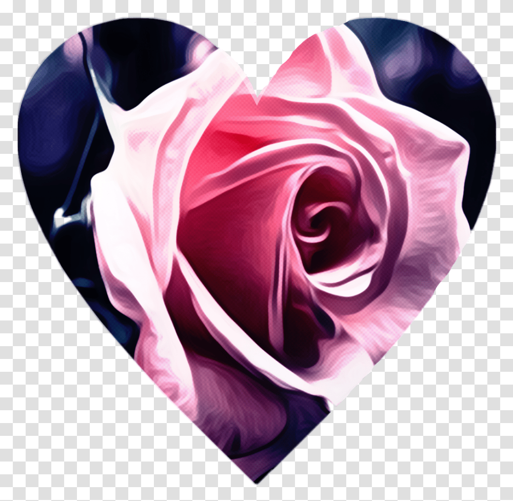 Buenas Tardes Con Imagenes Graciosas, Plectrum, Rose, Flower, Plant Transparent Png