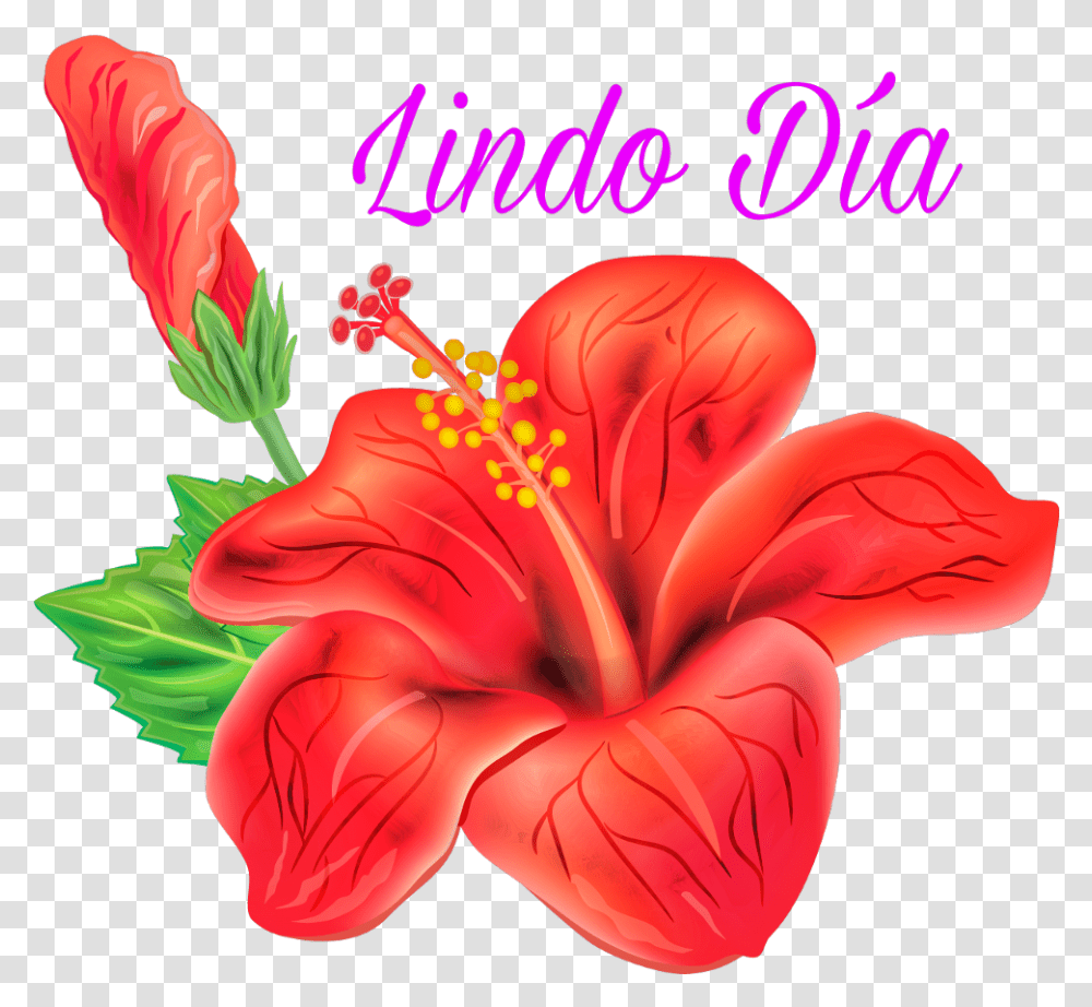 Buenos Dias Hibiscus Flower Vector, Plant, Blossom, Rose, Petal Transparent Png