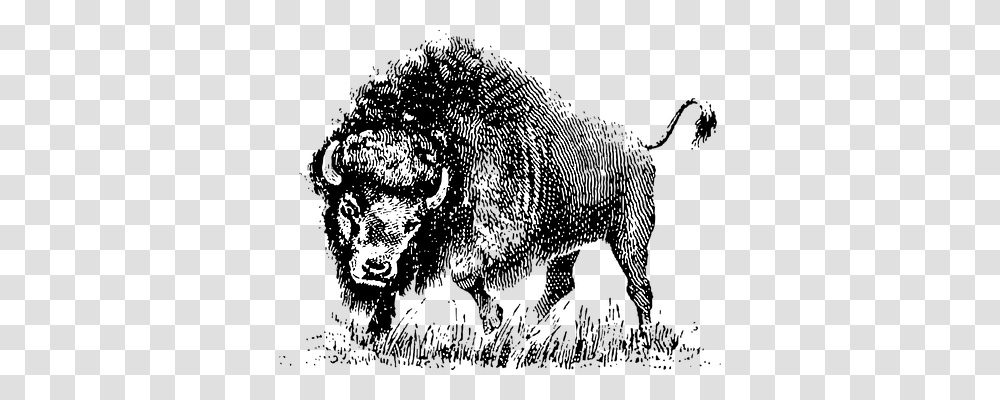 Buffalo Animals, Wildlife, Bison, Mammal Transparent Png