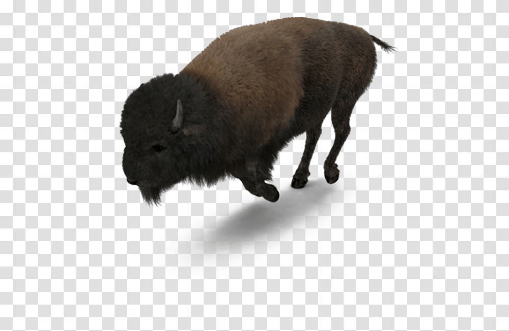 Buffalo American Bison American Buffalo, Wildlife, Mammal, Animal, Bear Transparent Png