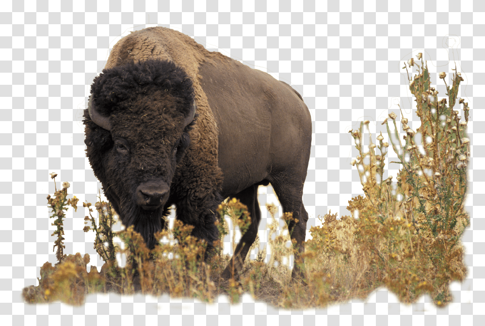 Buffalo Bison Hd Transparent Png