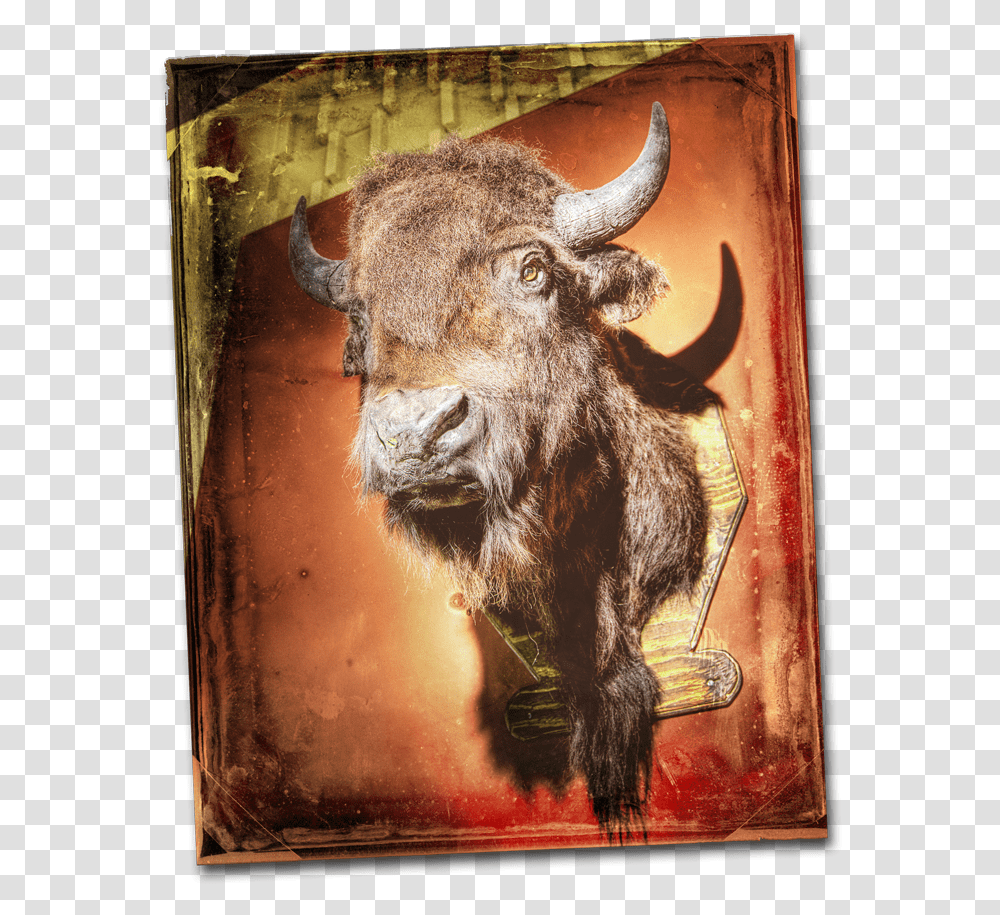 Buffalo Head Ox, Bull, Mammal, Animal, Bison Transparent Png