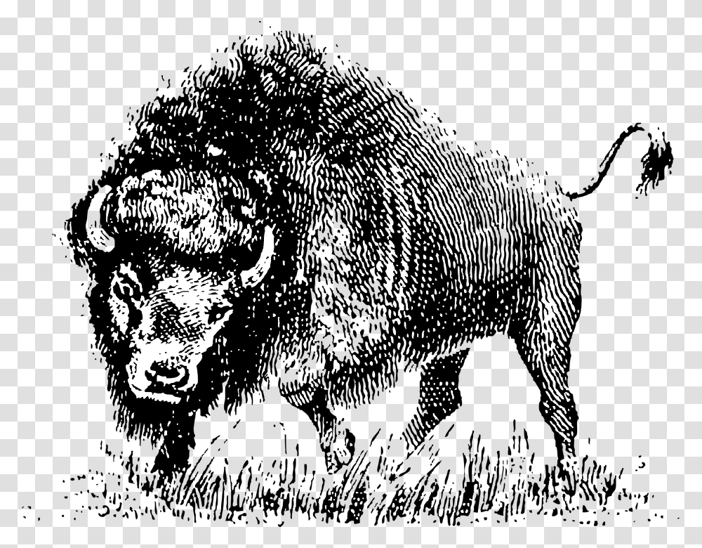 Buffalo Horns Animal Mammal Wild Wildlife Cattle Vector Black And White Buffalo, Bison, Bear, Brown Bear Transparent Png