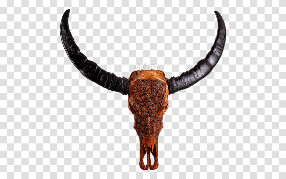 Buffalo Horns, Longhorn, Cattle, Mammal, Animal Transparent Png