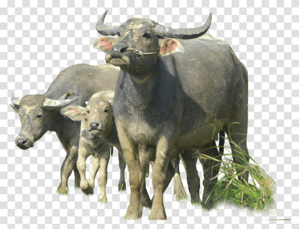 Buffalo Image Download Buffalo, Bull, Mammal, Animal, Cow Transparent Png
