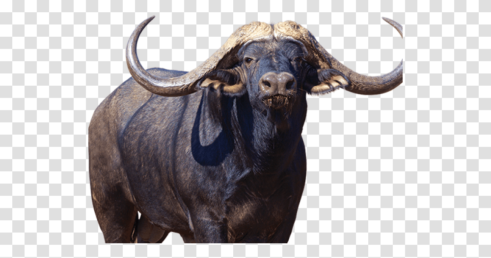 Buffalo Images Cape Buffalo Background, Wildlife, Mammal, Animal, Cow Transparent Png