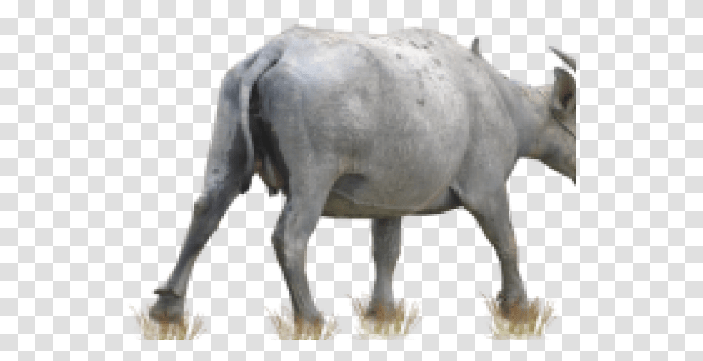 Buffalo Images Kerbau, Mammal, Animal, Wildlife, Dinosaur Transparent Png