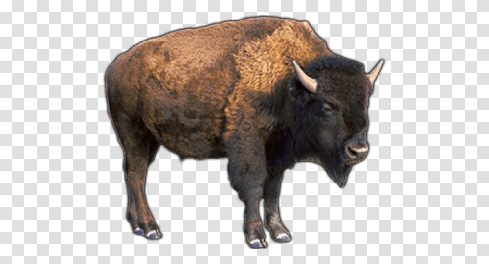 Buffalo Images Pictures Of A Buffalo, Bison, Wildlife, Mammal, Animal Transparent Png