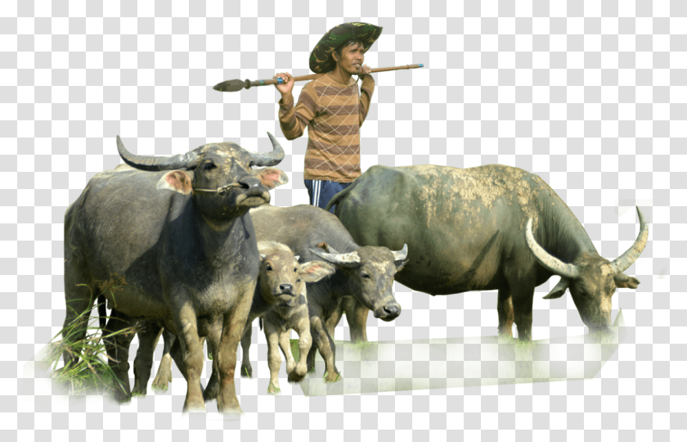 Buffalo Pngs, Person, Bull, Mammal, Animal Transparent Png