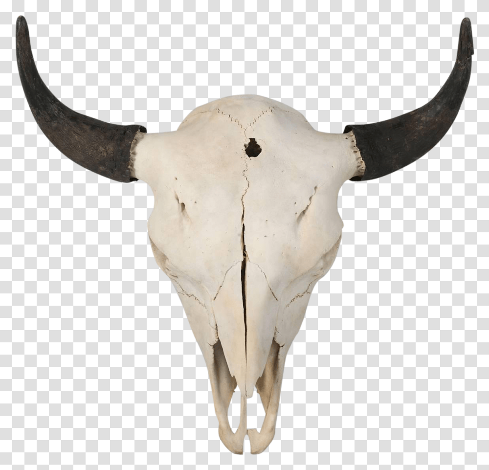 Buffalo Skull, Bull, Mammal, Animal, Longhorn Transparent Png