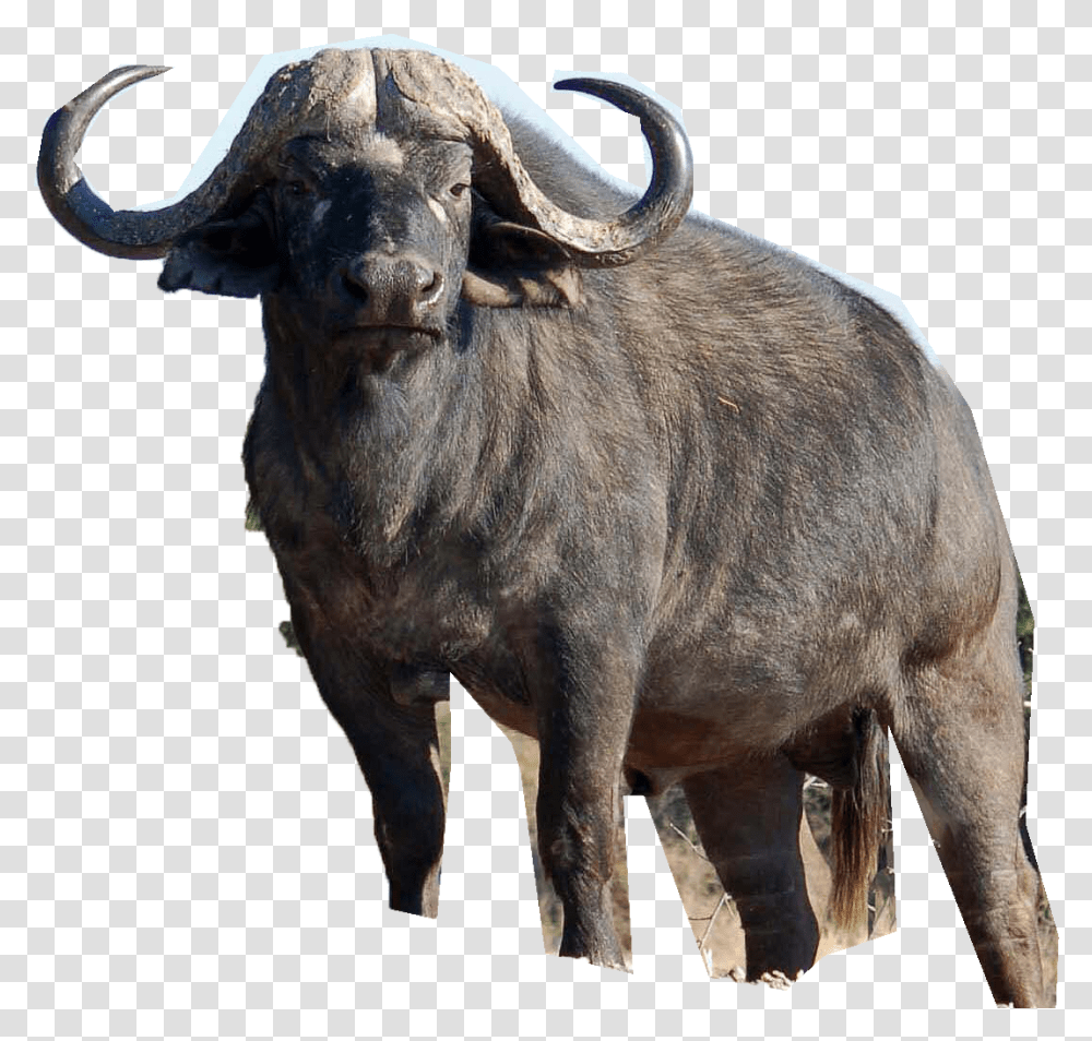 Buffalo, Wildlife, Mammal, Animal, Bull Transparent Png