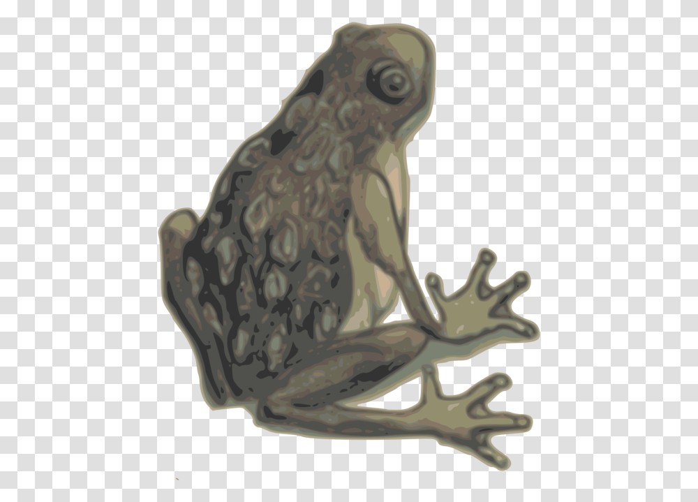 Bufotoadtrue Frog Eastern Spadefoot, Animal, Mammal, Wildlife, Amphibian Transparent Png