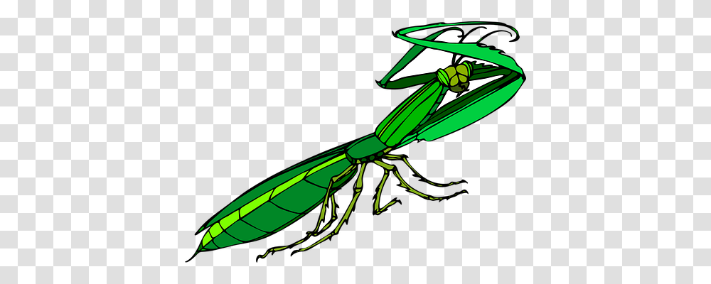 Bug Technology, Grasshopper, Insect, Invertebrate Transparent Png