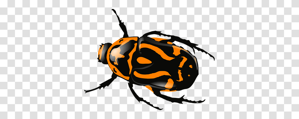 Bug Animals, Wasp, Bee, Insect Transparent Png
