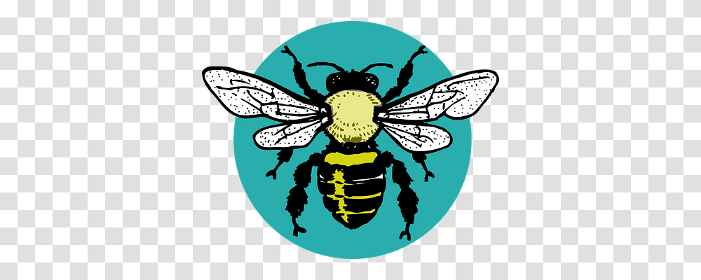 Bug Animals, Wasp, Bee, Insect Transparent Png