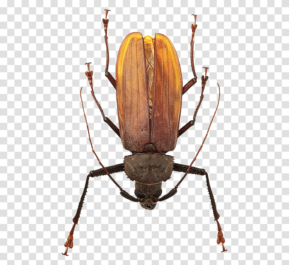 Bug Beetle Insect, Spider, Invertebrate, Animal, Arachnid Transparent Png