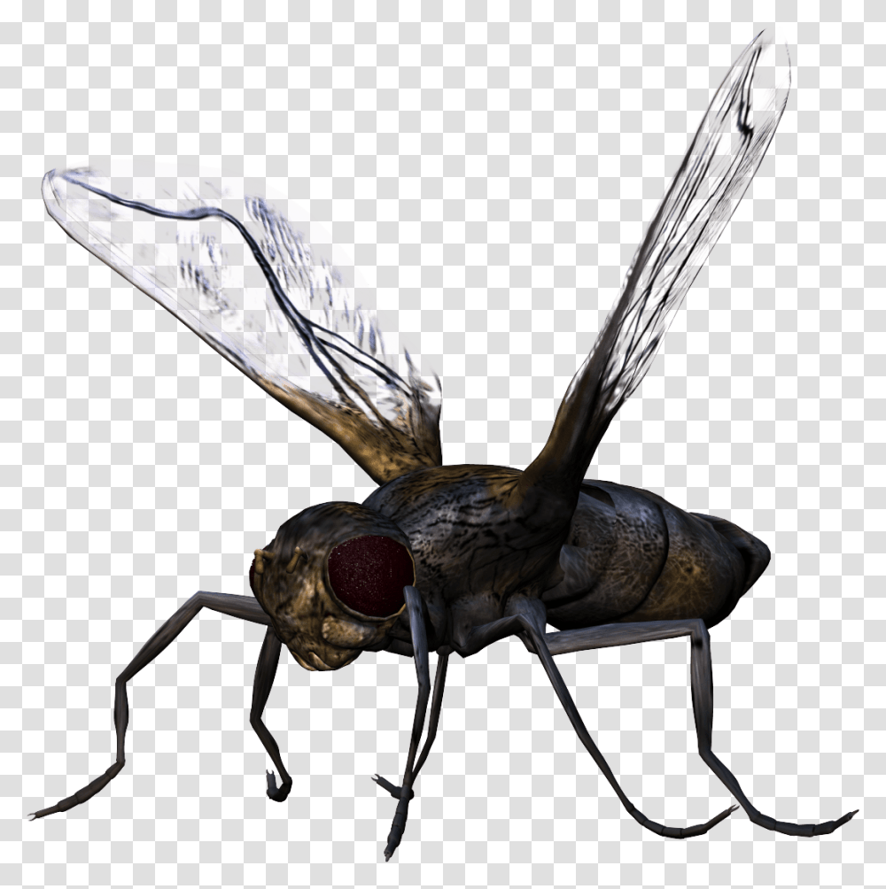 Bug, Bird, Animal, Insect, Invertebrate Transparent Png