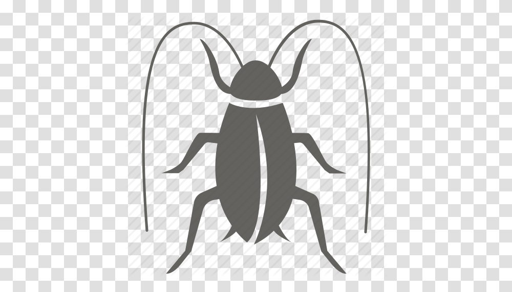 Bug Cockroach Infestation Insect Pest Removal Roach Icon, Invertebrate, Animal, Cricket Insect Transparent Png