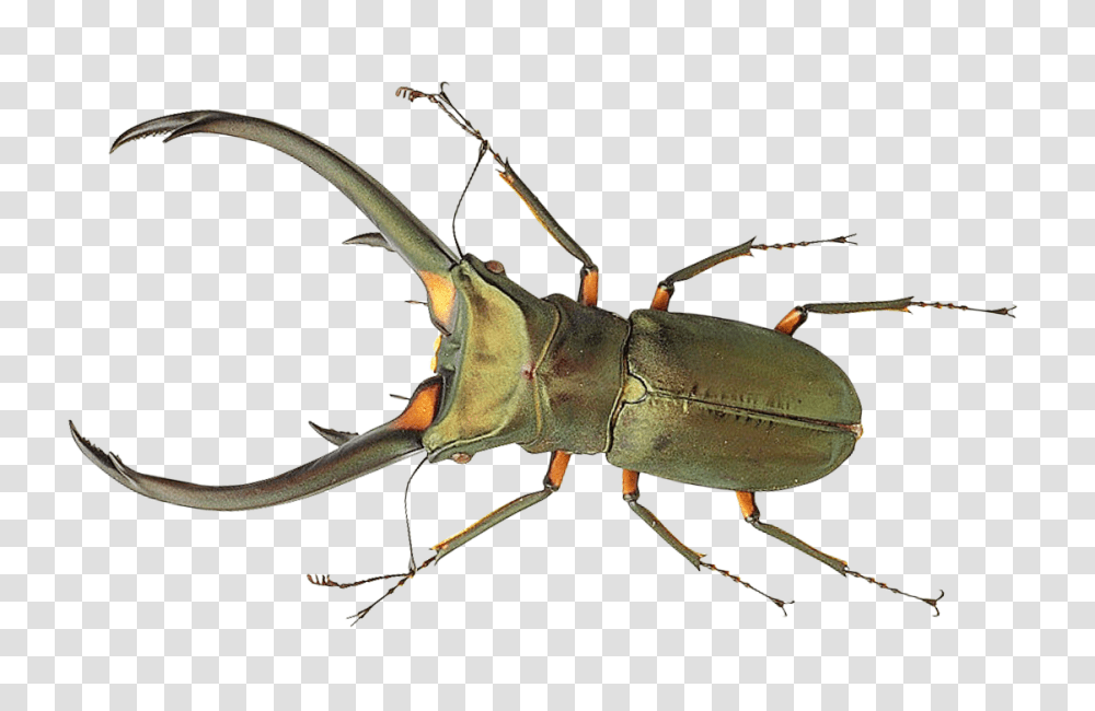 Bug Image, Animal, Invertebrate, Insect, Sea Life Transparent Png
