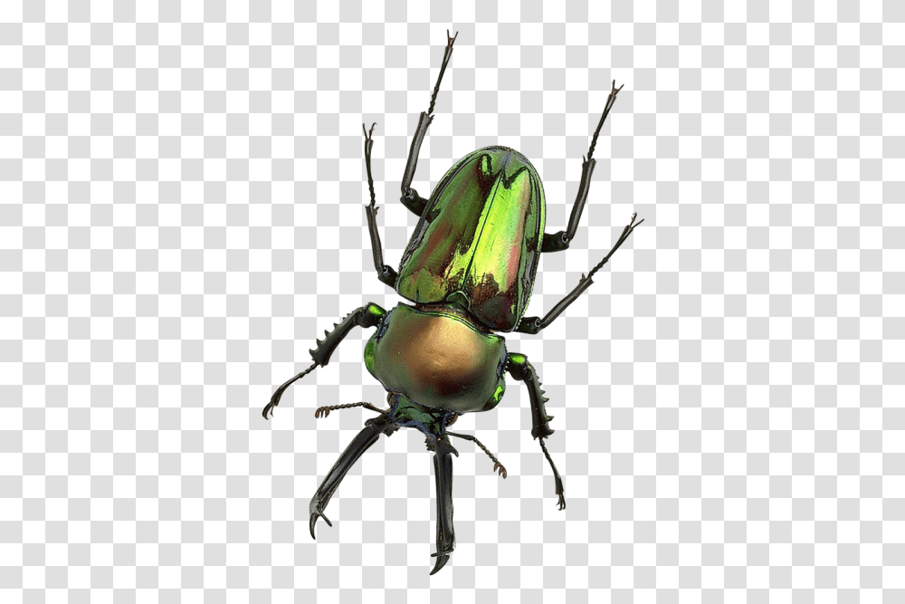 Bug Image Background Bug, Insect, Invertebrate, Animal, Spider Transparent Png