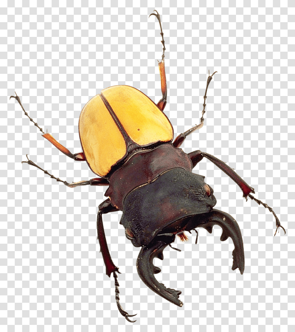 Bug Image Bug, Animal, Invertebrate, Insect, Spider Transparent Png