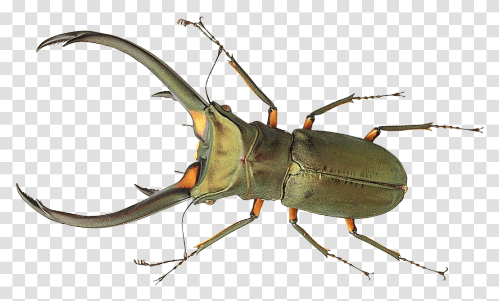 Bug Image Bug, Insect, Invertebrate, Animal, Cricket Insect Transparent Png