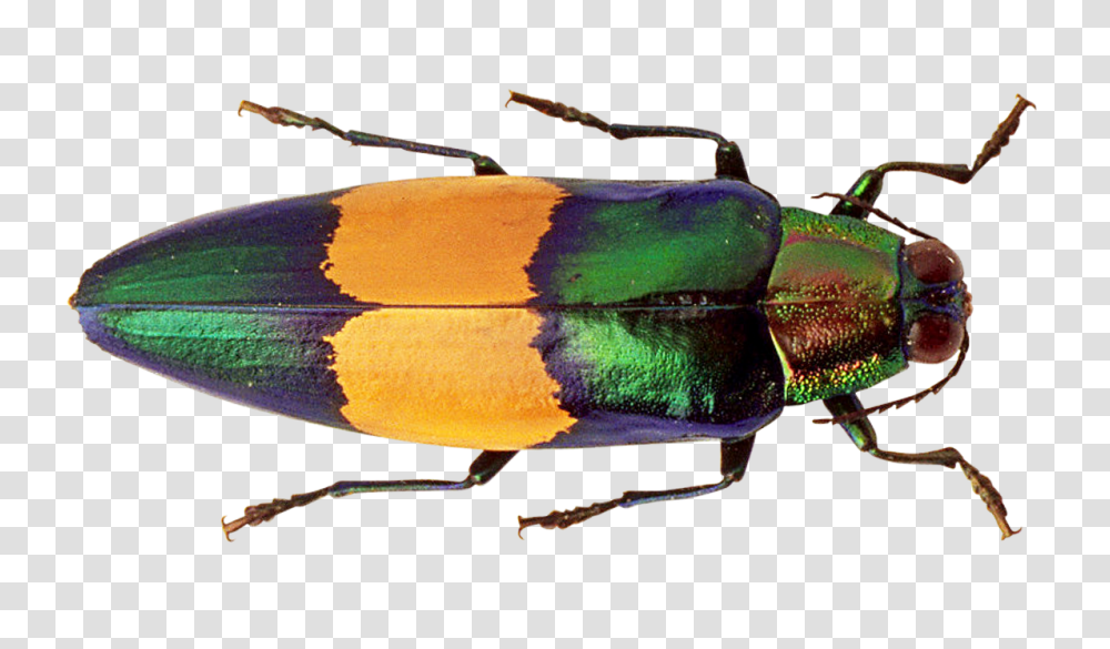 Bug Image, Insect, Invertebrate, Animal, Dung Beetle Transparent Png