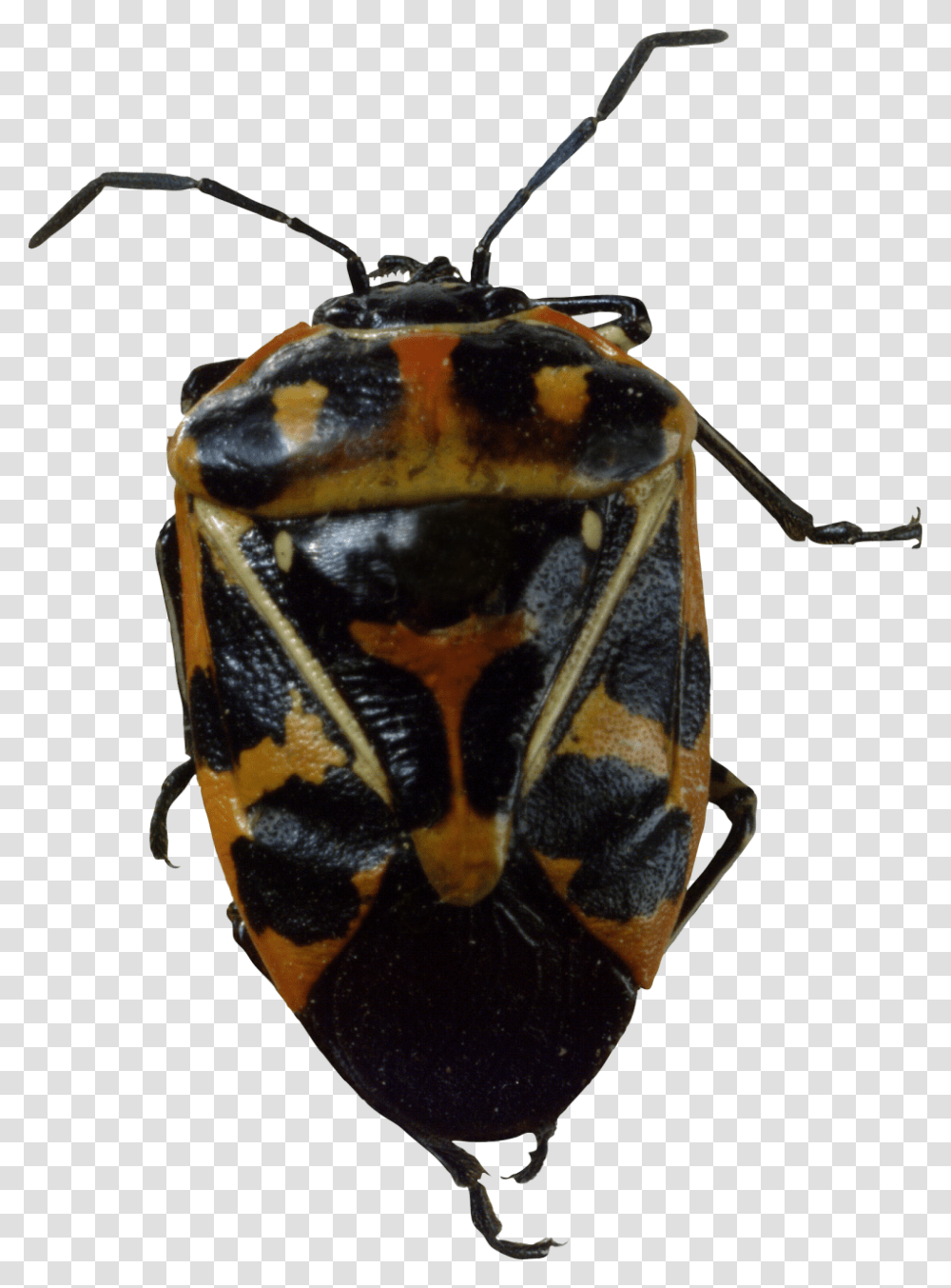 Bug Image, Insect, Invertebrate, Animal, Firefly Transparent Png