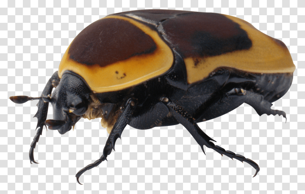 Bug Image Zhuk, Insect, Invertebrate, Animal, Dung Beetle Transparent Png