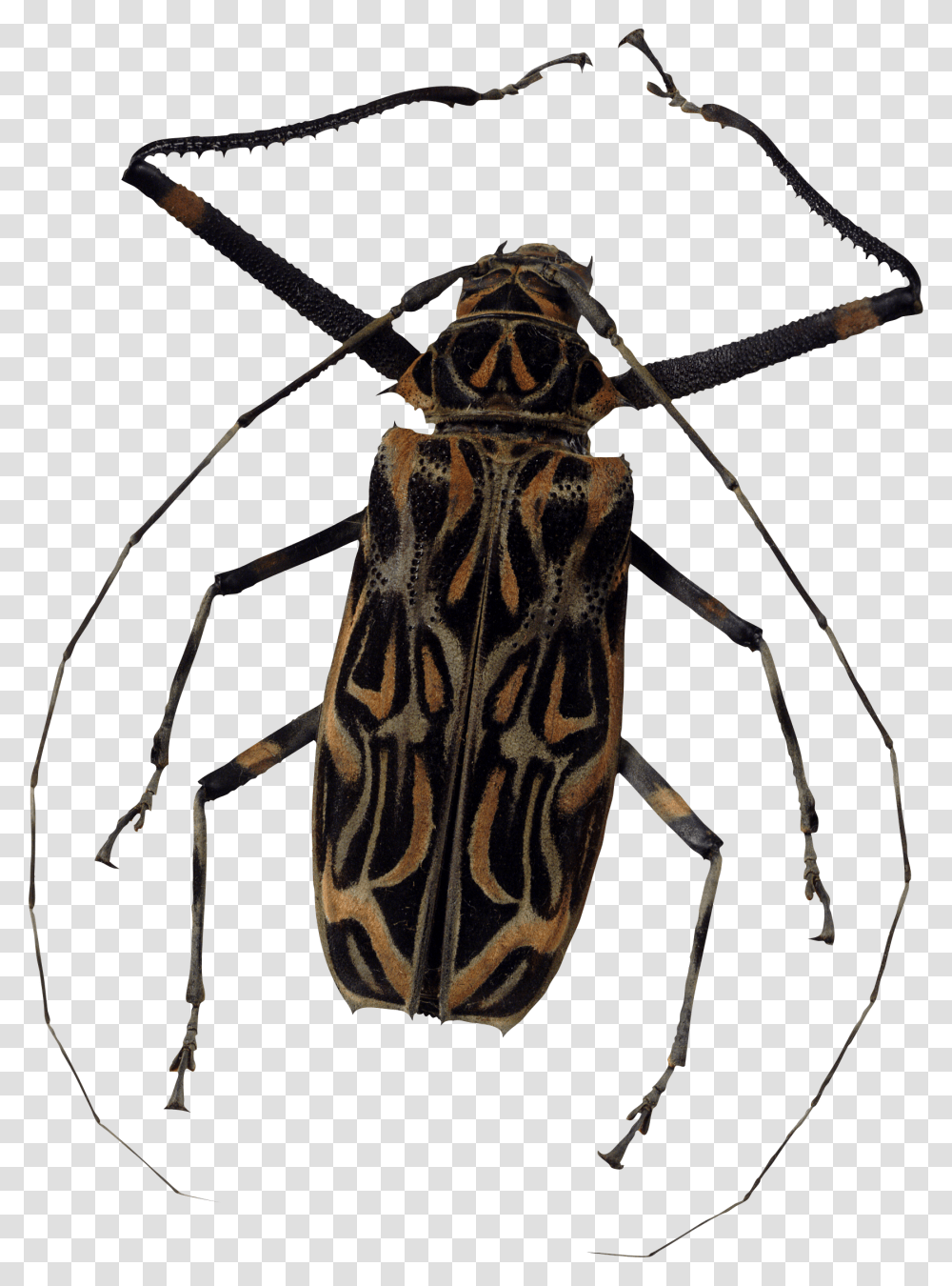 Bug, Insect, Animal, Invertebrate, Bow Transparent Png