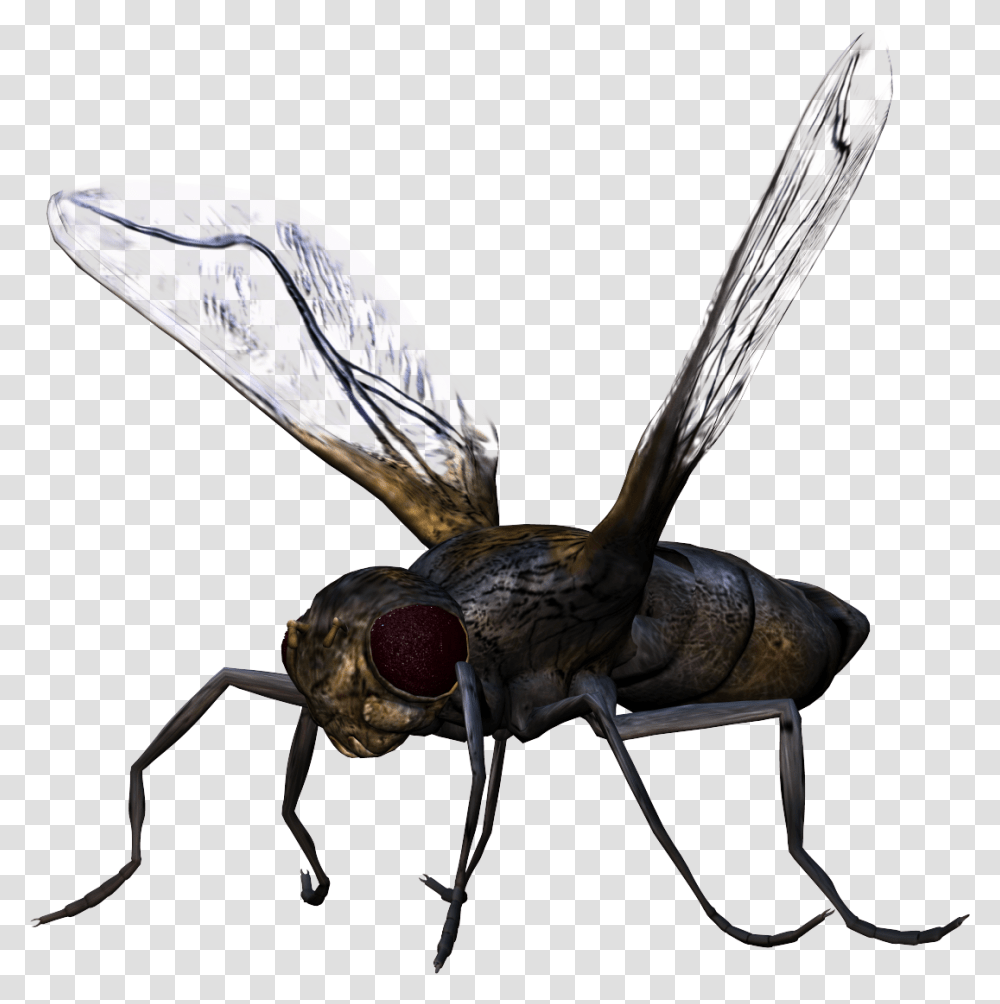Bug, Insect, Bird, Animal, Invertebrate Transparent Png