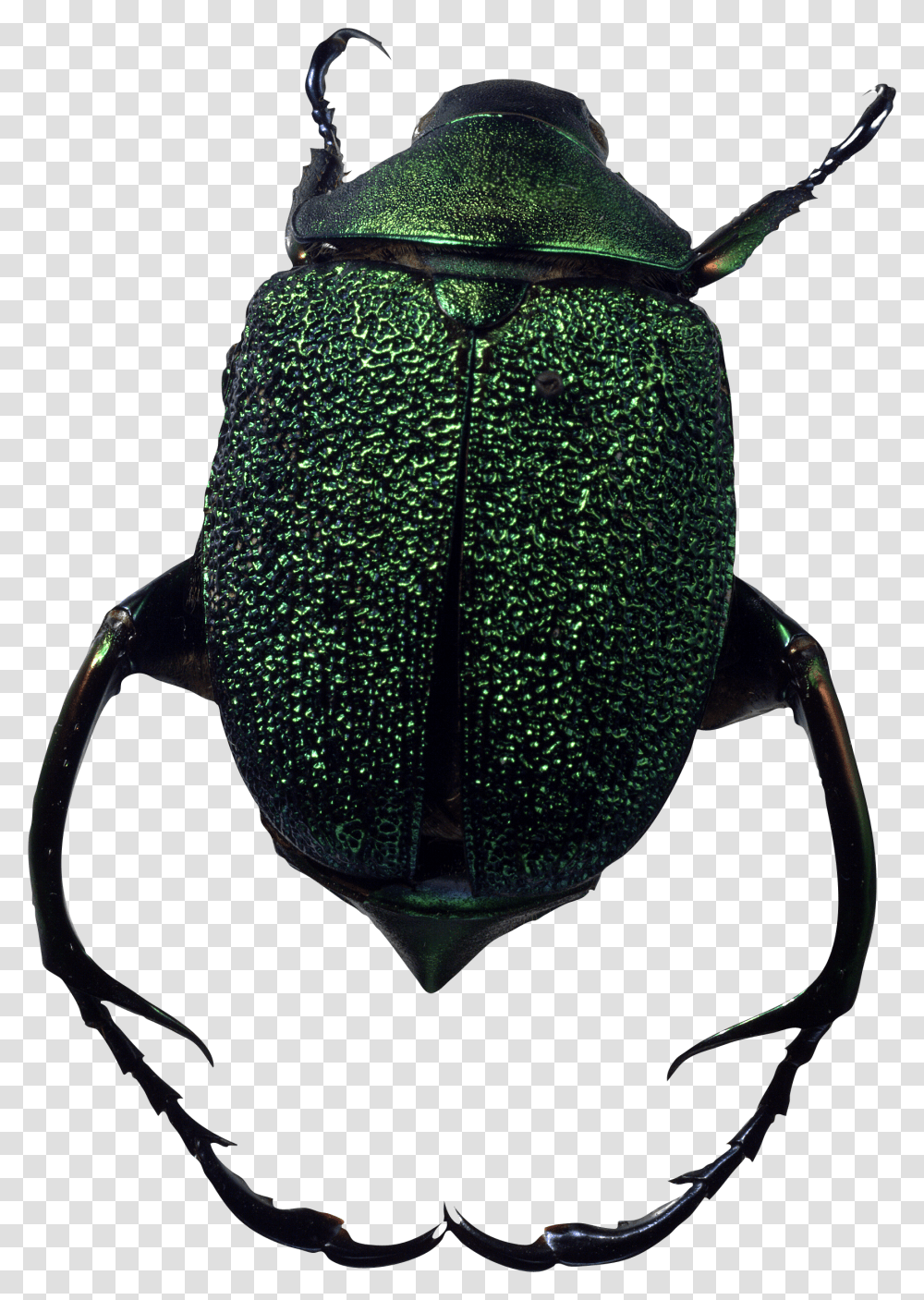 Bug, Insect, Dung Beetle, Invertebrate, Animal Transparent Png