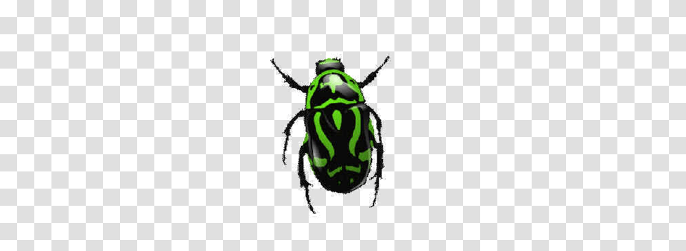 Bug, Insect, Dung Beetle, Invertebrate, Animal Transparent Png