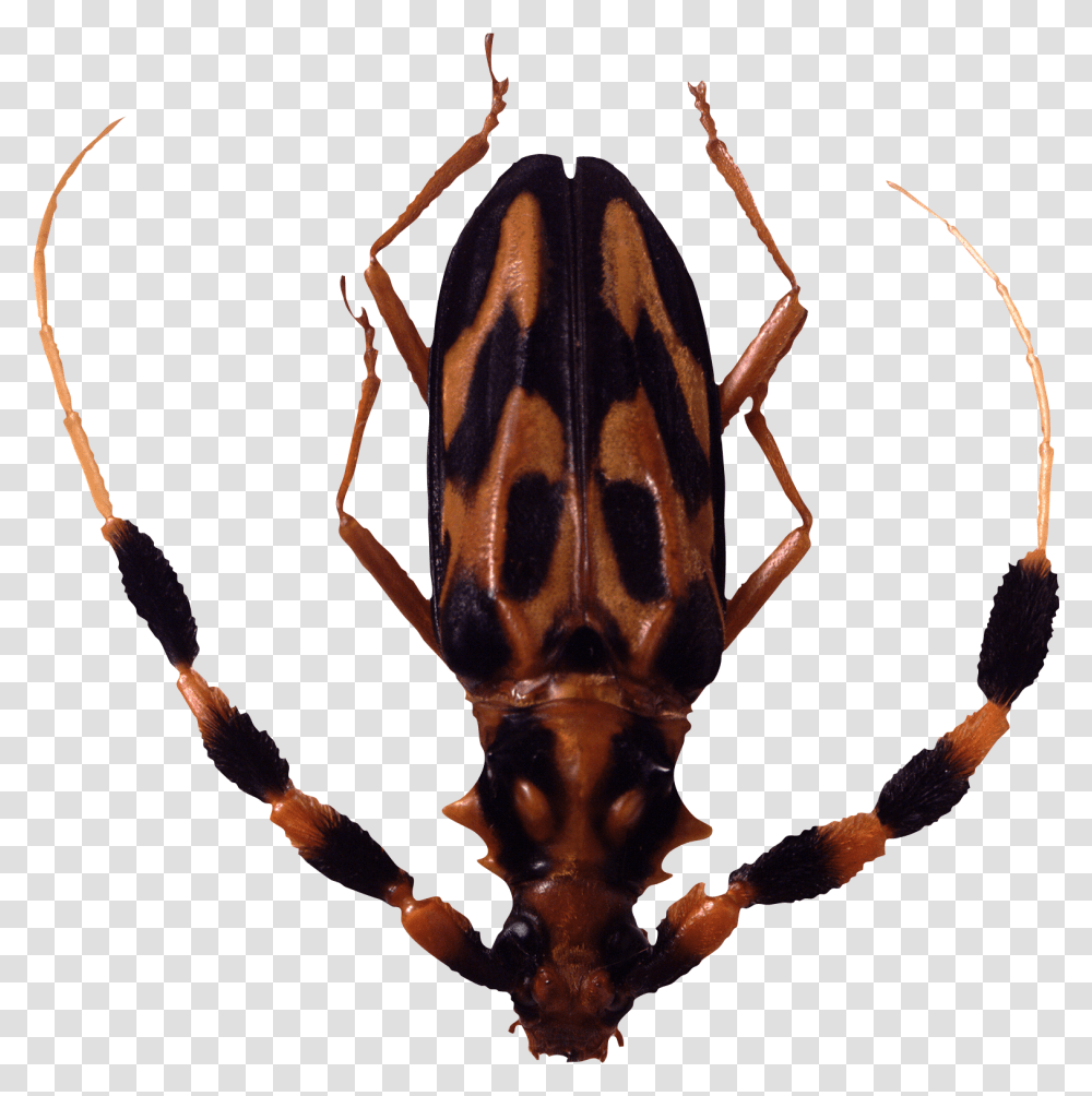 Bug, Insect, Invertebrate, Animal, Bow Transparent Png