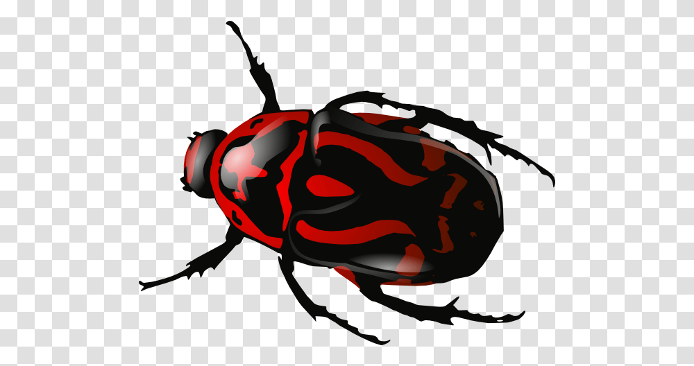 Bug, Insect, Invertebrate, Animal, Cockroach Transparent Png