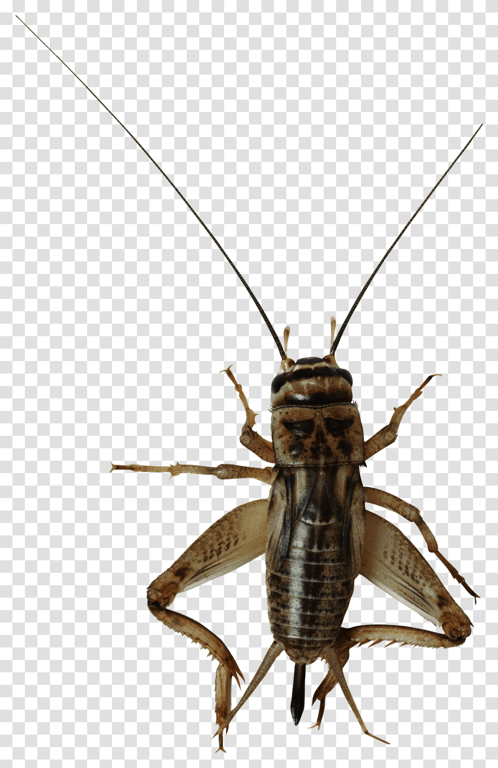 Bug, Insect, Invertebrate, Animal, Cricket Insect Transparent Png