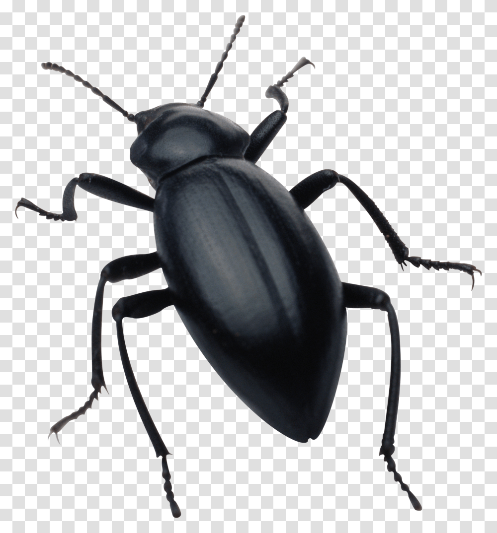 Bug, Insect, Invertebrate, Animal, Dung Beetle Transparent Png